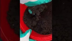 Посадка лобелии на ПМЖ ?