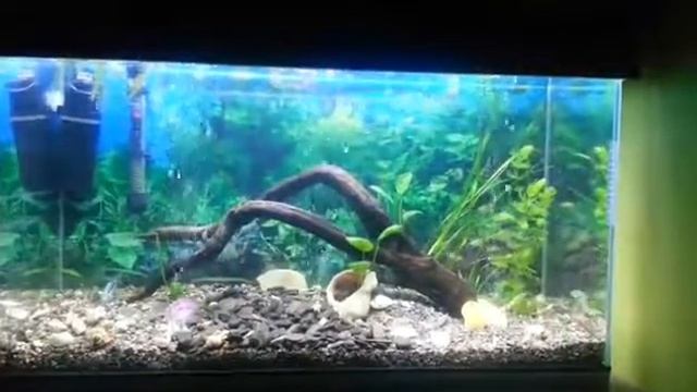 4 День после запуска. Аквариум с нижней подачей воздуха смотреть онлайн