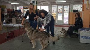 Семинар Натальи Дровосековой в Хэндлинг-зале "Чемпион". День 3. Алматы, февраль 2019