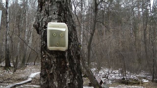 Синицы, гаички и поползни у кормушки смотреть онлайн