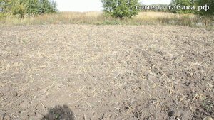 Саженцы фруктовых деревьев - начало. Готовим почву для посадки косточек и семян.