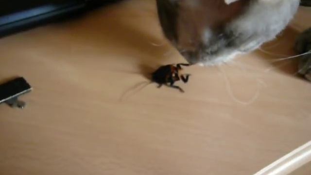 Живучий таракан смотреть онлайн