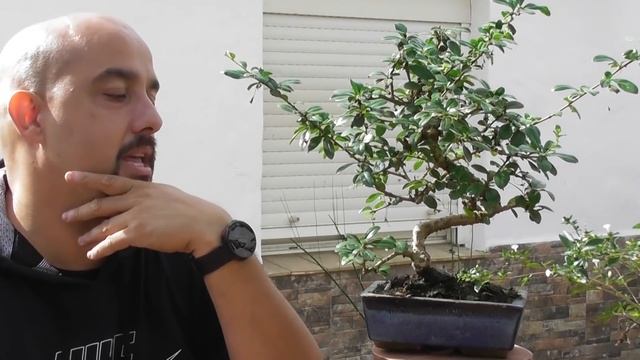 Bonsai Serissa & Bonsai Carmona смотреть онлайн