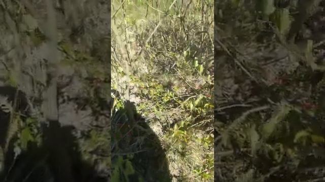 Прогулка по лесу и приготовление ТСЖ смотреть онлайн