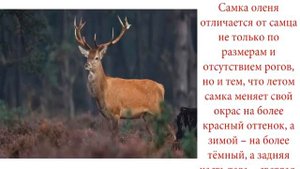 Интересные факты о лесных животных