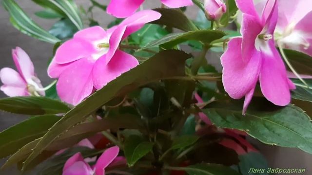 Цветет новогвинейский бальзамин смотреть онлайн