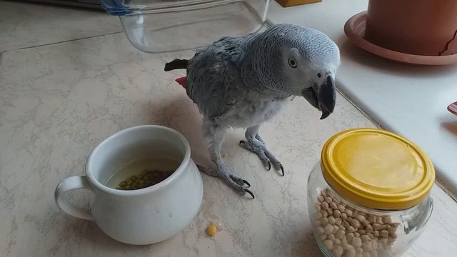 Как благоустроить жизнь попугаев в доме