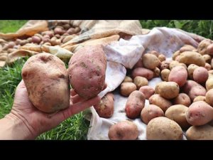 Не спешите капать картошку. После этого клубни увеличиваются в 2 раза. Когда выкапывать картофель?