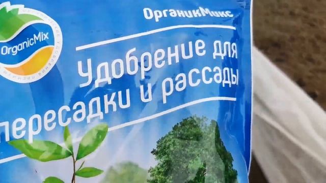 Высаживаю рассаду капусты белокачанной в открытый грунт ? смотреть онлайн