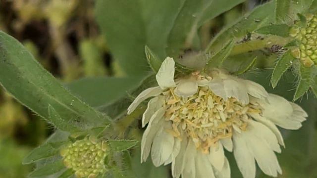 תגית מצויה פורחת Scabiosa prolifera смотреть онлайн