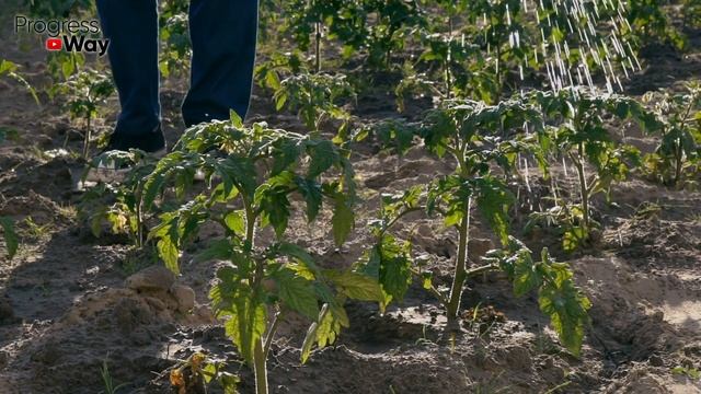 Пролейте этим весь огород! Удивитесь какие огромные урожаи будут! Проверено временем! смотреть онлайн