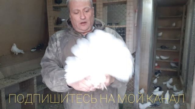 НИКОЛАЕВСКИЕ ГОЛУБИ. ОБЗОР БЕЛЫХ ГОЛУБЕЙ В НАШЕМ ПИТОМНИКЕ.