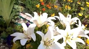 Многолетники в нашем саду Экскурсия