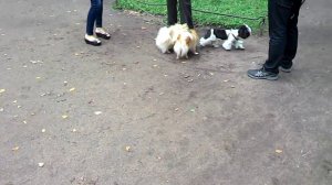 Малый немецкий шпиц