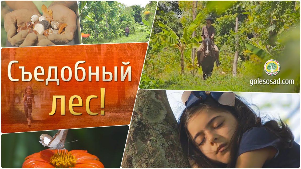 Съедобный лес!