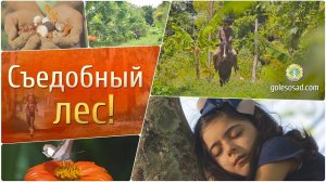 Съедобный лес!