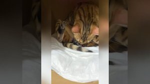 Роды бенгальской кошки