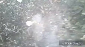 тест пороха из амиачной селитри