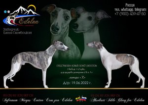 Щенки уиппета племенного питомника EDELEN.