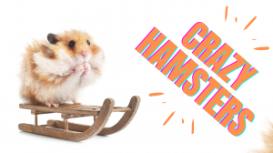 Смешные и прикольные хомяки, видео-подборка #3 | Cute and Funny Hamster Video Compilation #3