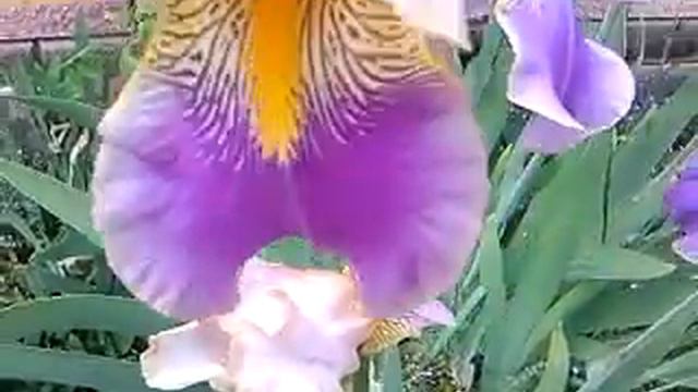 Ирис (два цвета) смотреть онлайн