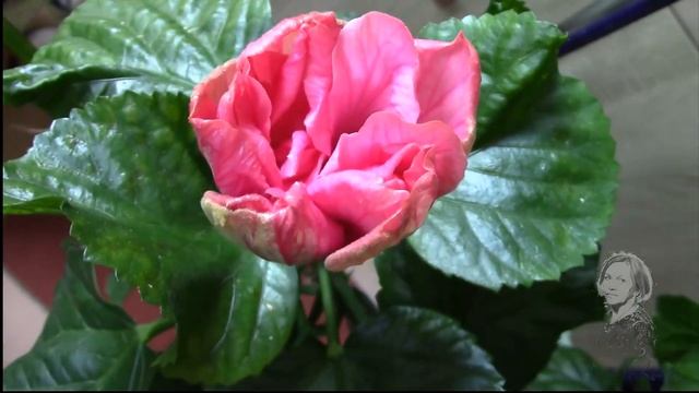 ГИБИСКУС ЗАЦВЁЛ! КАК ДОЛГО ДЛИТСЯ ЦВЕТЕНИЕ!? смотреть онлайн