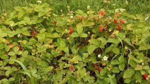 2 июля Московская область Первый день тепло