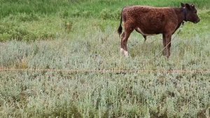 недорогой китайский электропастух