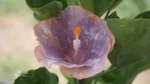 Fancy Hibiscus 'Electric Pizzazz'