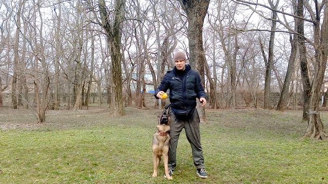 Дрессировка немецкой овчарки Учим собаку команде восемь задом Порода немецкая овчарка