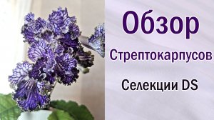 Обзор стрептокарпусов.