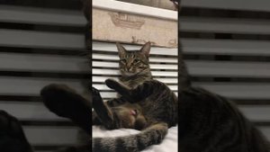 Кот ананист/кошак трахает воздух