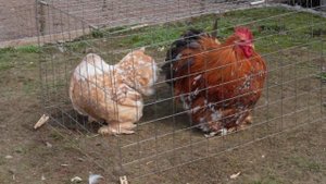 кохинхин карлик.