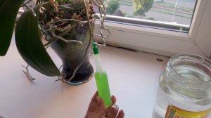 ЯПОНСКИЕ удобрения, пробую на очень СТАРОЙ цветущей ОРХИДЕИ /УЧИТЕСЬ НА МОИХ ОШИБКАХ