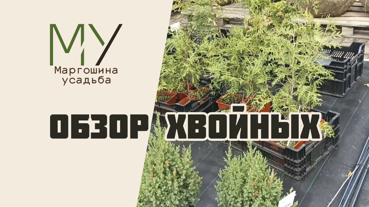 Садовый центр на 16-ой Парковой. Обзор хвойных