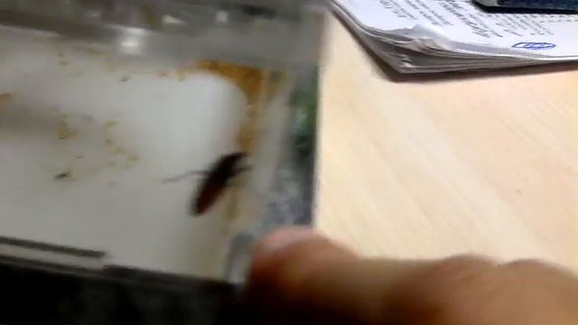 Лесной клоп смотреть онлайн