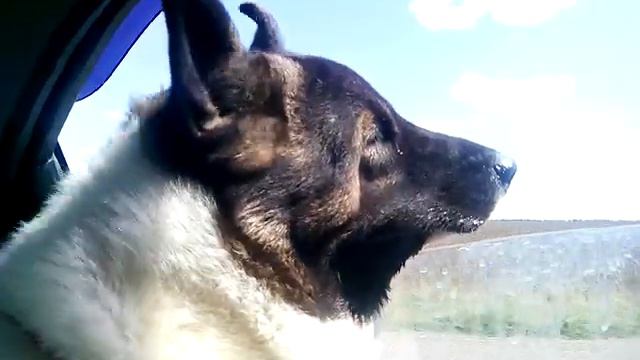 Акита и машина. Маленькое путешествие. смотреть онлайн