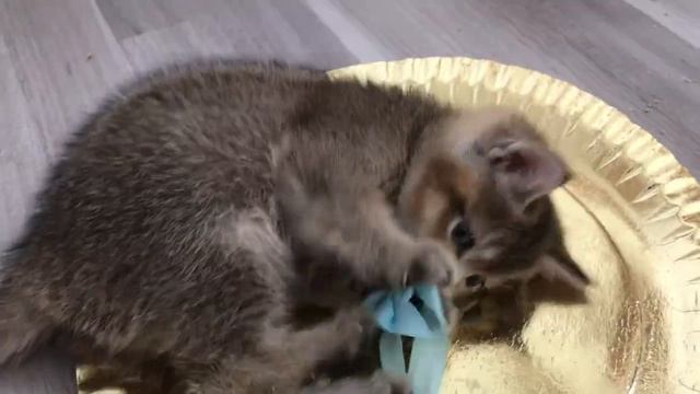 🧡😻🙀ПРОСТО КОТЯТА😍😘😄МИЛЫЕ СОЗДАНИЯ🤩ЗОЛОТАЯ ШИНШИЛЛА🐱🥰☀️🌟