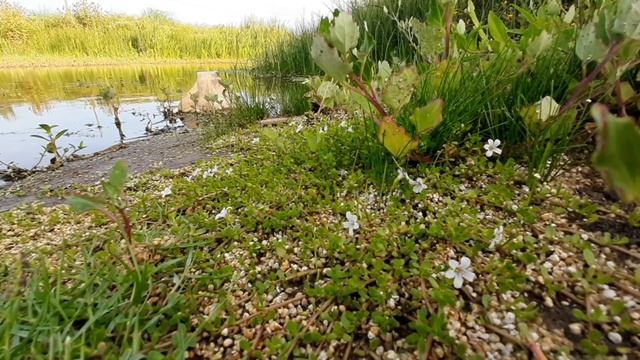 Bacopa monnieri / Bacopa enana / Brahmi / Lágrima de bebé / Hisopo de agua / Verdolaga de puerco смотреть онлайн