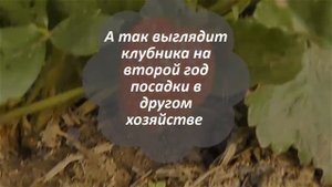 Ремонтантная клубника Альтесс Честные отзывы