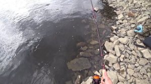 Ради этого хариуса я приехал на рыбалку!!! Захватывающая ловля хариуса на Енисее весной!!!