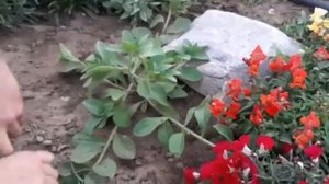 ПЕТУНИЮ ЧЕРЕНКУЮ Просто БЕСПЛАТНО сам НЕ ОЖИДАЛ ЧТО ТАК ПОЛУЧИТСЯ размножить петунию черенками.mp4