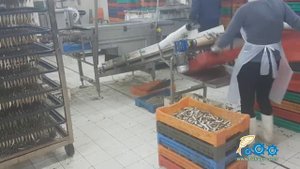 Машина для обрезки голов и хвостов у шпротного полуфабриката