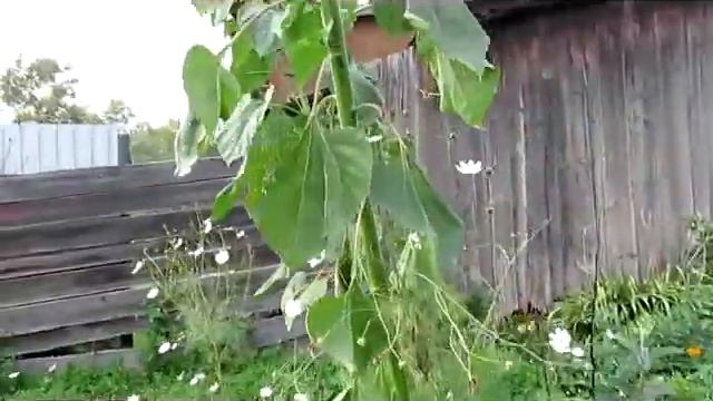 Растения МоНсТрЫ смотреть онлайн