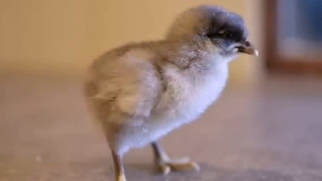 Фотосессия цыплят смотреть онлайн