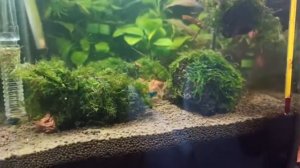 Креветочник 10 литров - Начало