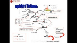 Васильев С.А. Редкие формы тромбофилий.