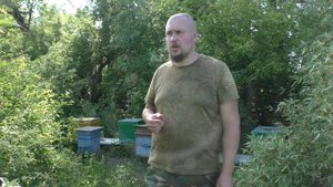 Естественный вывод маток пчёлами. Три вида маточников.