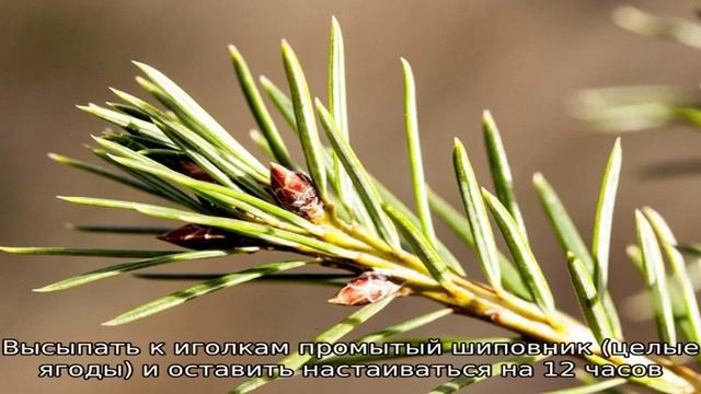 Лечебное варенье из сосновых иголок смотреть онлайн