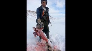 ГИГАНТСКИЙ ВОЛК СЪЕЛ ДВУХ СОБАК АЛАБАЯ / LOBO GIGANTE COMIÓ DOS PERROS ALABAY